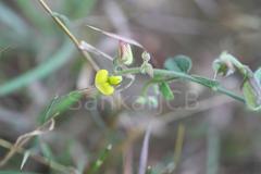 Crotalaria bifaria